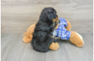 Mini Bernedoodle Pup Being Cute