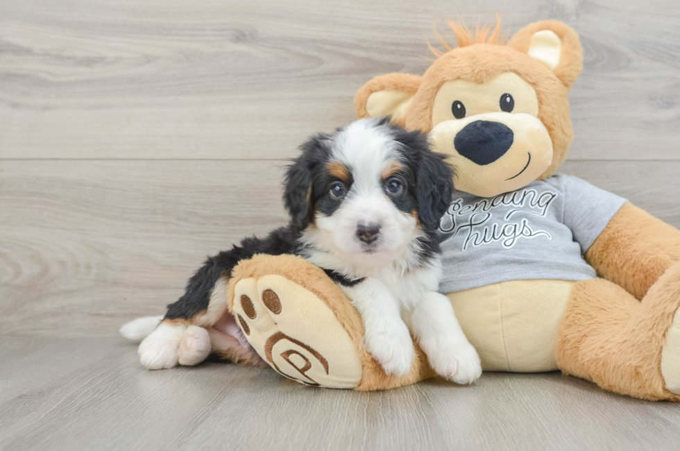 6 week old Mini Bernedoodle Puppy For Sale - Florida Fur Babies