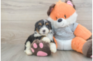 Playful Mini Bernesedoodle Poodle Mix Puppy