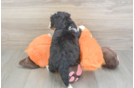 Mini Bernedoodle Pup Being Cute