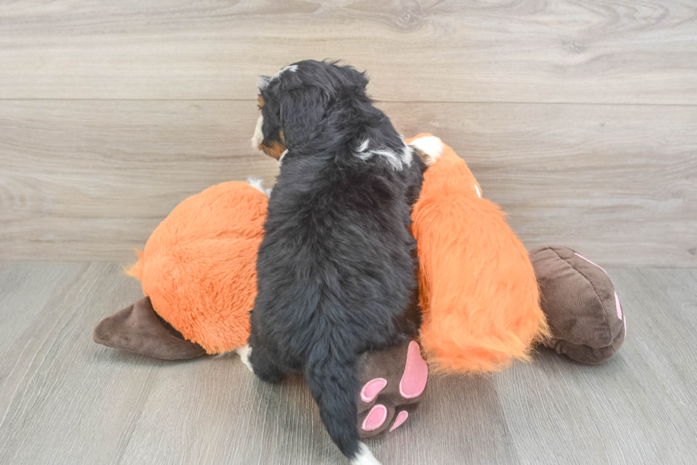 Mini Bernedoodle Pup Being Cute