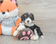 4 week old Mini Bernedoodle Puppy For Sale - Florida Fur Babies