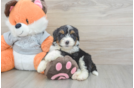 Smart Mini Bernedoodle Poodle Mix Pup