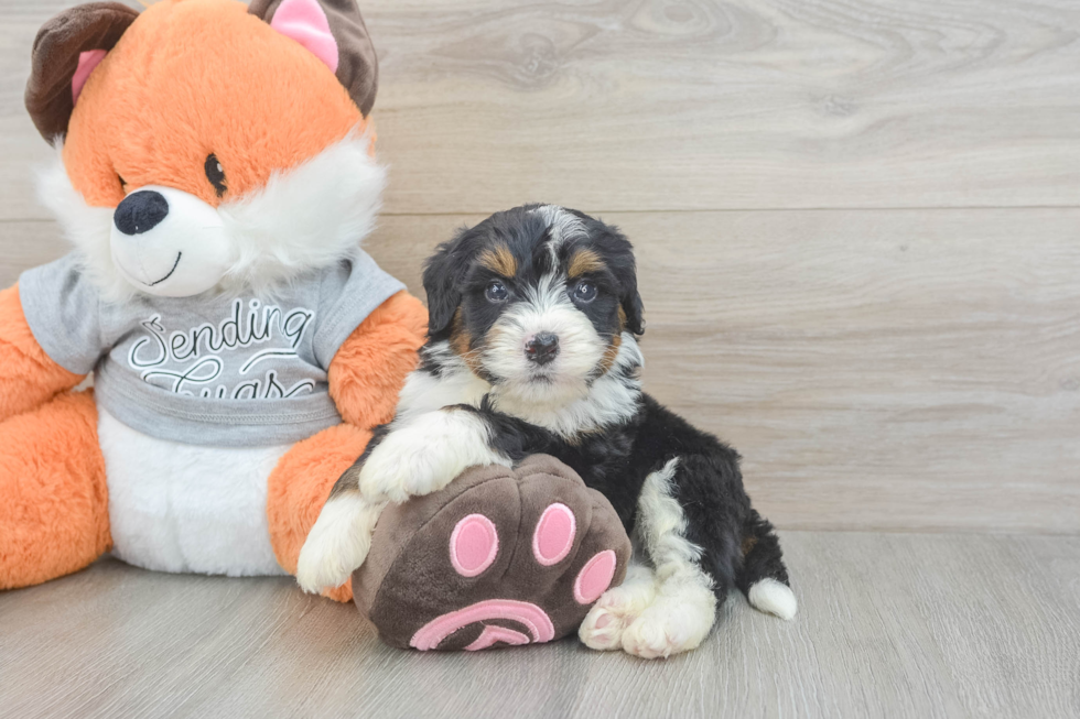 Smart Mini Bernedoodle Poodle Mix Pup