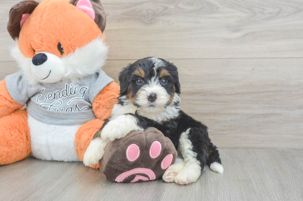 4 week old Mini Bernedoodle Puppy For Sale - Florida Fur Babies