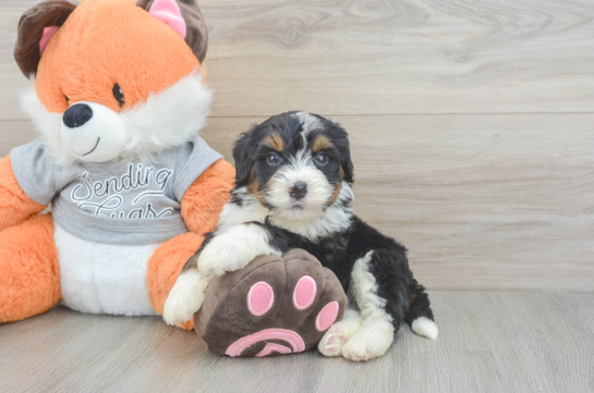 Smart Mini Bernedoodle Poodle Mix Pup