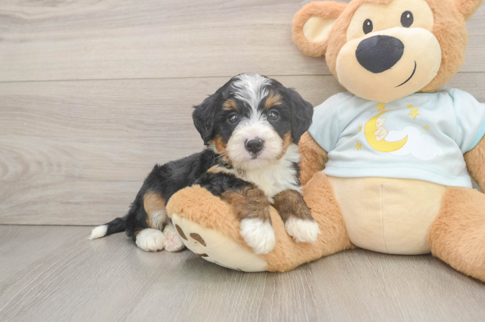 5 week old Mini Bernedoodle Puppy For Sale - Florida Fur Babies