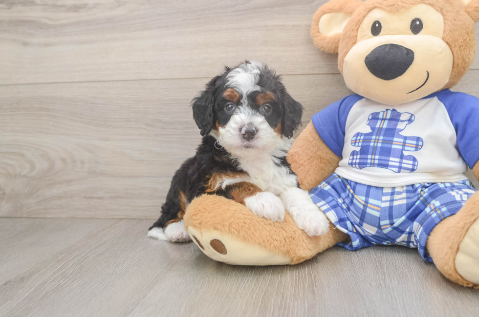 5 week old Mini Bernedoodle Puppy For Sale - Florida Fur Babies