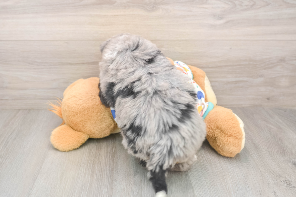 Best Mini Bernedoodle Baby