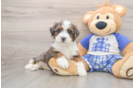 Energetic Mini Bernadoodle Poodle Mix Puppy