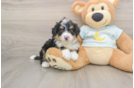 Best Mini Bernedoodle Baby