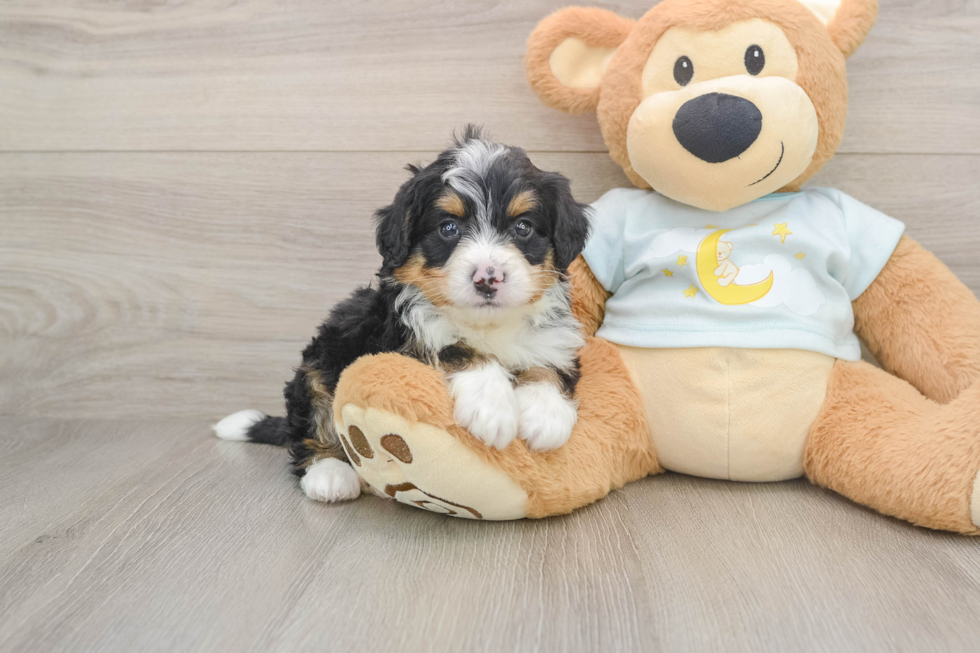 Best Mini Bernedoodle Baby
