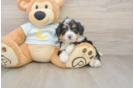 Mini Bernedoodle Puppy for Adoption