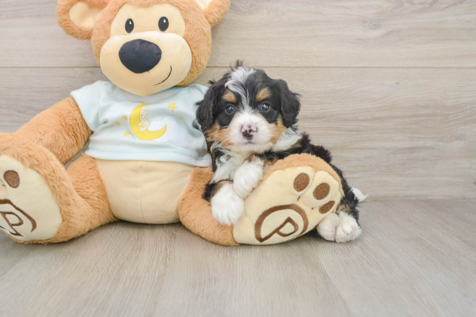 Mini Bernedoodle Puppy for Adoption