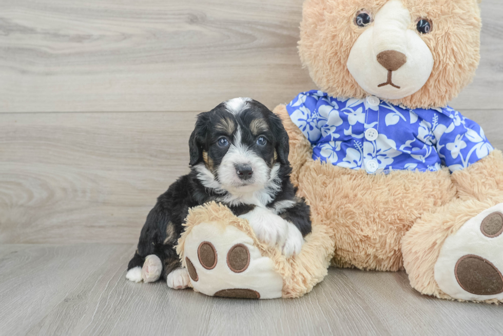 Best Mini Bernedoodle Baby