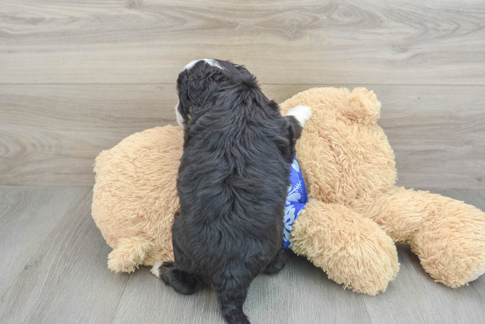 Hypoallergenic Mini Berniedoodle Poodle Mix Puppy