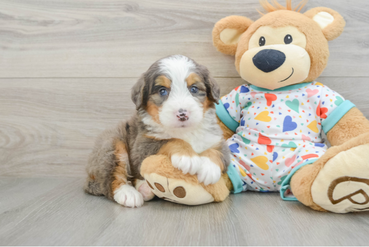 Mini Bernedoodle Pup Being Cute
