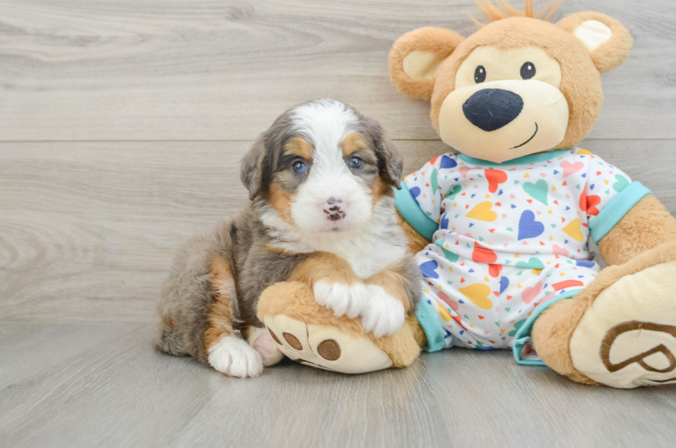 5 week old Mini Bernedoodle Puppy For Sale - Florida Fur Babies