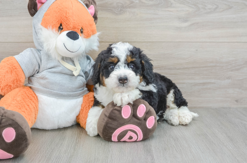 6 week old Mini Bernedoodle Puppy For Sale - Florida Fur Babies