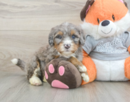 5 week old Mini Bernedoodle Puppy For Sale - Florida Fur Babies