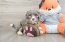Best Mini Bernedoodle Baby