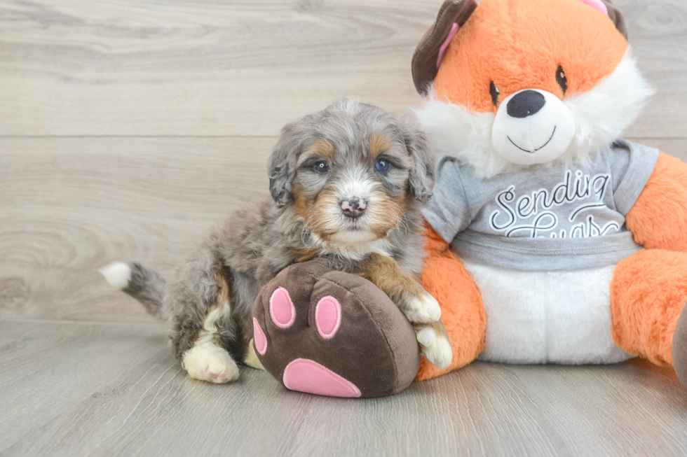 Best Mini Bernedoodle Baby