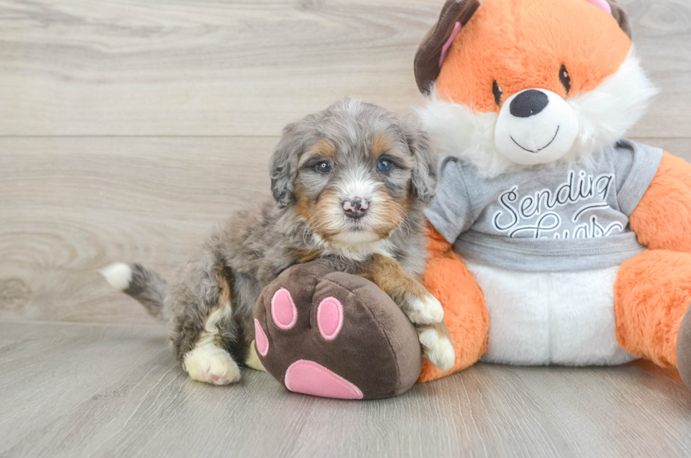 4 week old Mini Bernedoodle Puppy For Sale - Florida Fur Babies