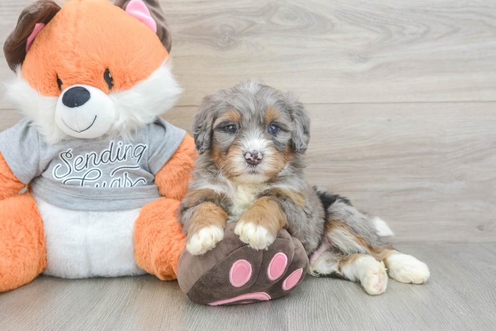 Sweet Mini Bernedoodle Baby
