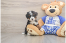 Funny Mini Bernedoodle Poodle Mix Pup