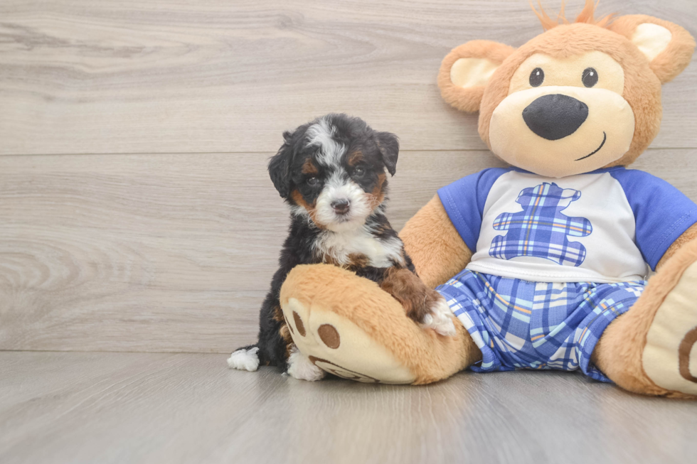 Funny Mini Bernedoodle Poodle Mix Pup