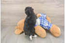 Little Mini Berniedoodle Poodle Mix Puppy