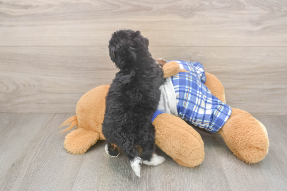 Little Mini Berniedoodle Poodle Mix Puppy