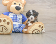 9 week old Mini Bernedoodle Puppy For Sale - Florida Fur Babies