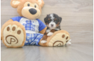 Mini Bernedoodle Puppy for Adoption