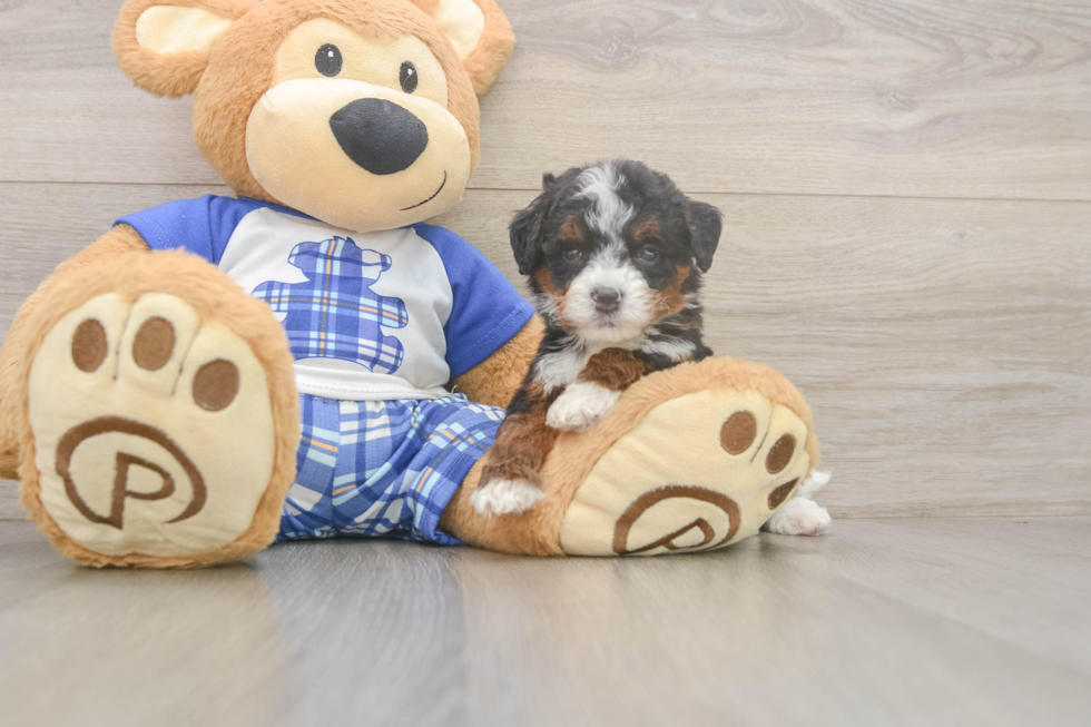 Mini Bernedoodle Puppy for Adoption