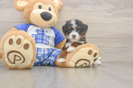 Mini Bernedoodle Puppy for Adoption