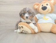 6 week old Mini Bernedoodle Puppy For Sale - Florida Fur Babies