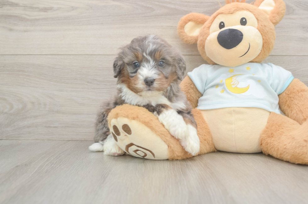 5 week old Mini Bernedoodle Puppy For Sale - Florida Fur Babies