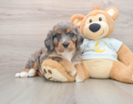 5 week old Mini Bernedoodle Puppy For Sale - Florida Fur Babies