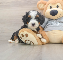 6 week old Mini Bernedoodle Puppy For Sale - Florida Fur Babies
