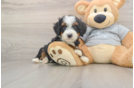 Sweet Mini Bernedoodle Baby