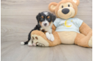 Mini Bernedoodle Pup Being Cute