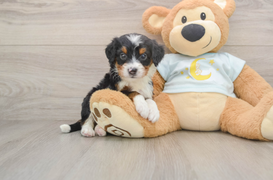 Mini Bernedoodle Pup Being Cute