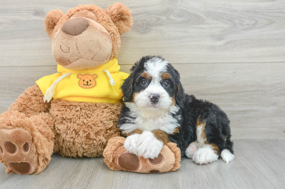 6 week old Mini Bernedoodle Puppy For Sale - Florida Fur Babies