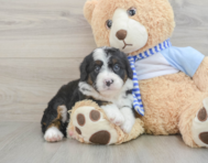 6 week old Mini Bernedoodle Puppy For Sale - Florida Fur Babies