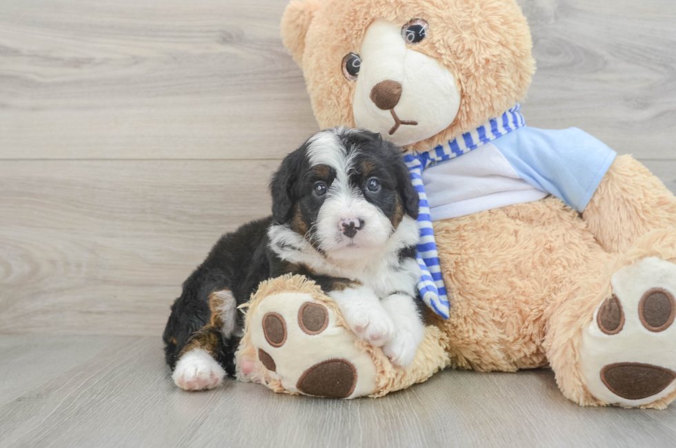 6 week old Mini Bernedoodle Puppy For Sale - Florida Fur Babies