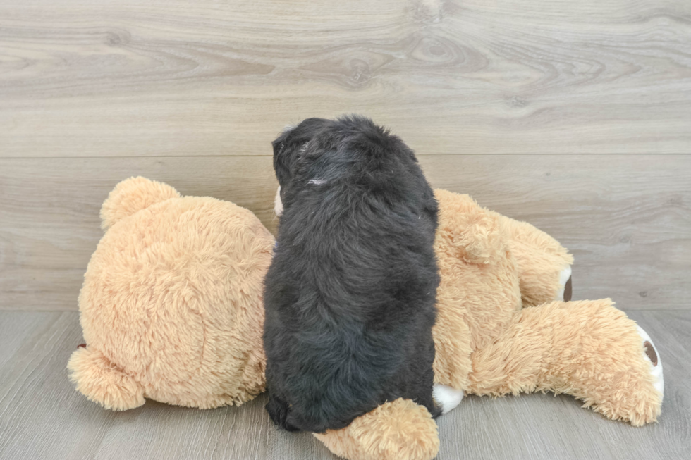 Mini Bernedoodle Puppy for Adoption