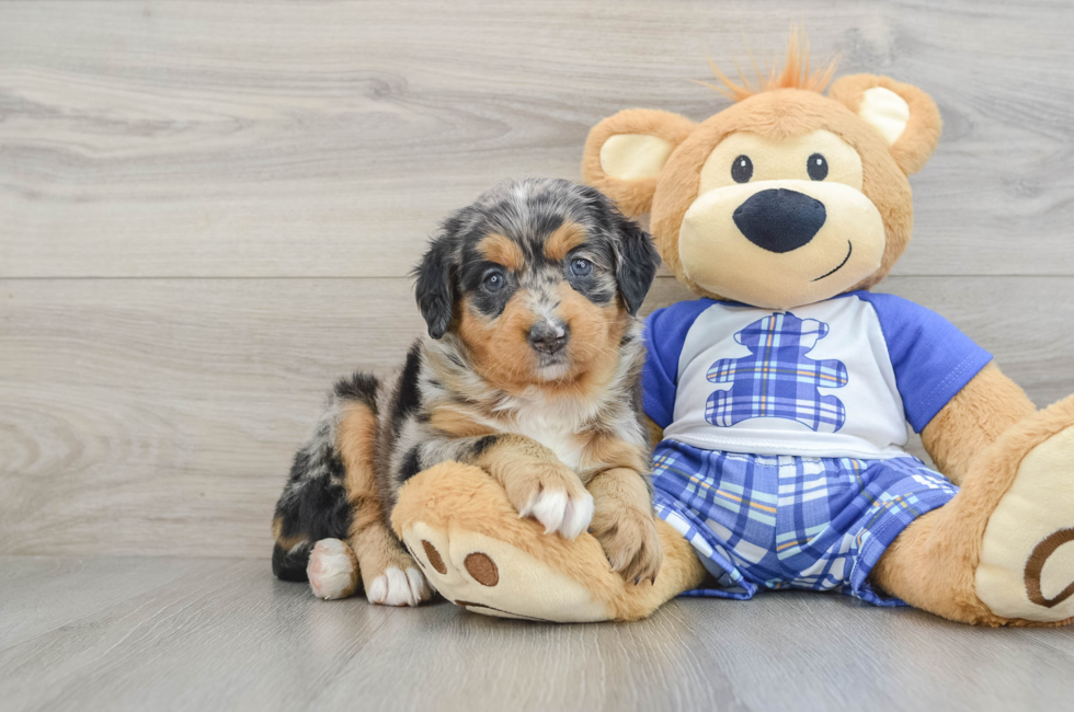 5 week old Mini Bernedoodle Puppy For Sale - Florida Fur Babies