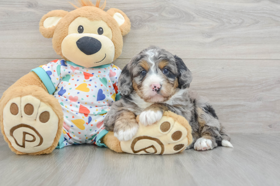 6 week old Mini Bernedoodle Puppy For Sale - Florida Fur Babies