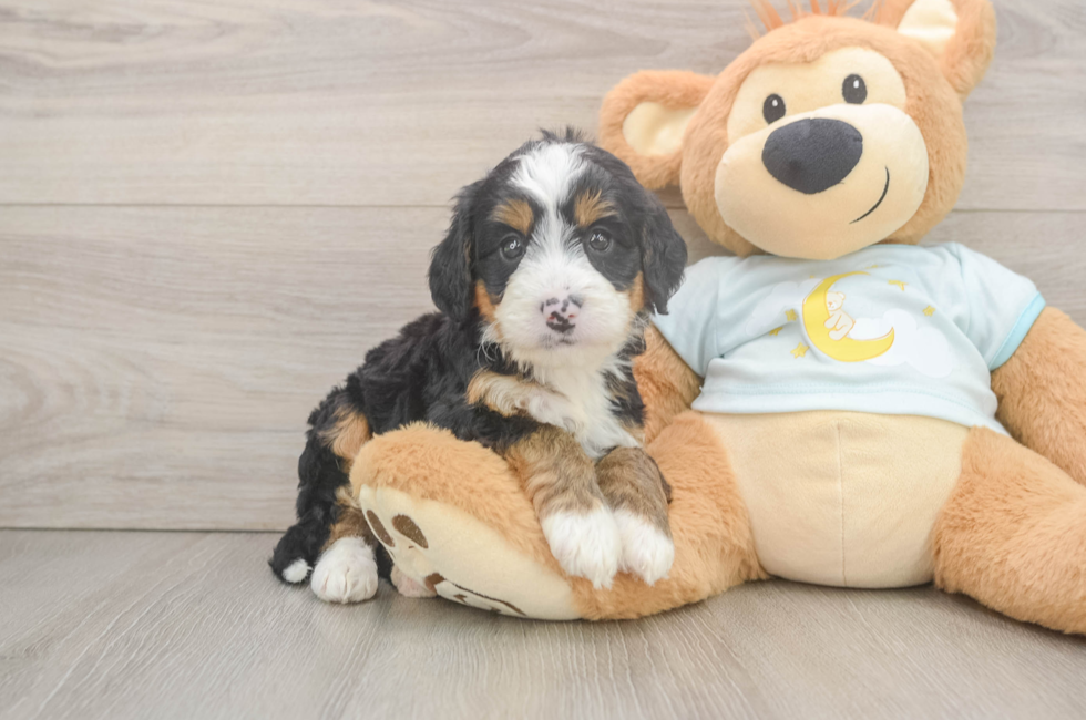 5 week old Mini Bernedoodle Puppy For Sale - Florida Fur Babies
